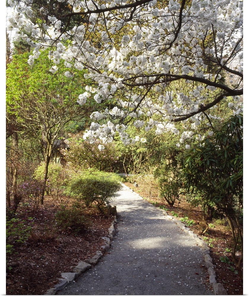 Photograph of paved walkway winding through forest of trees and shrubbery.