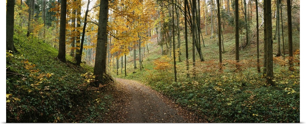 Panoramic photograph of path winding through autumn colored forest.