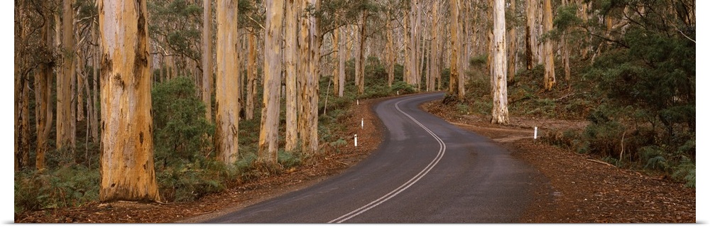 Road passing through a forest, Caves Road, Boranup Forest, Leeuwin Naturaliste National Park, Western Australia, Australia