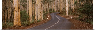 Road passing through a forest, Caves Road, Boranup Forest, Leeuwin Naturaliste National Park, Western Australia, Australia