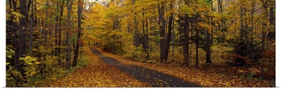 Road passing through a forest, Chestnut Ridge County Park, Orchard Park, Erie County, New York State,