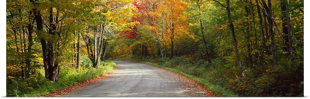 Road passing through a forest, Lamoille County, Vermont,