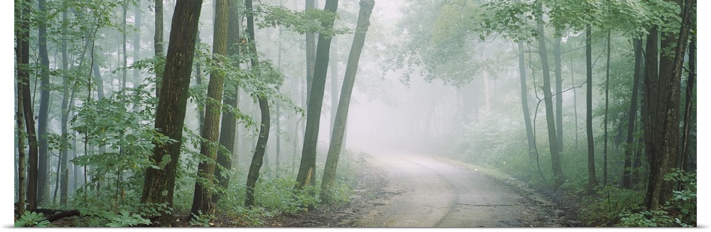 Wall decor of a road running through a dense forest with fog looming around.