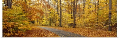 Road passing through autumn forest, Chestnut Ridge County Park, Orchard Park, Erie County, New York State,