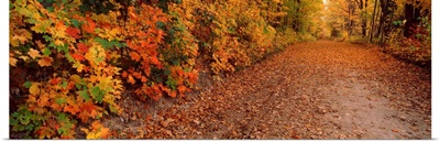 Road passing through autumn forest, Traverse City, Grand Traverse County, Michigan,