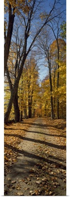 Road passing through autumn forest, Weston, Windsor County, Vermont,