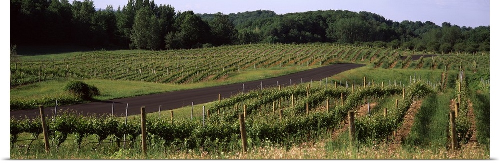 Road passing through vineyards, near Traverse City, Grand Traverse County, Michigan,