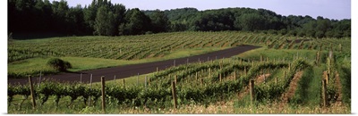 Road passing through vineyards, near Traverse City, Grand Traverse County, Michigan,
