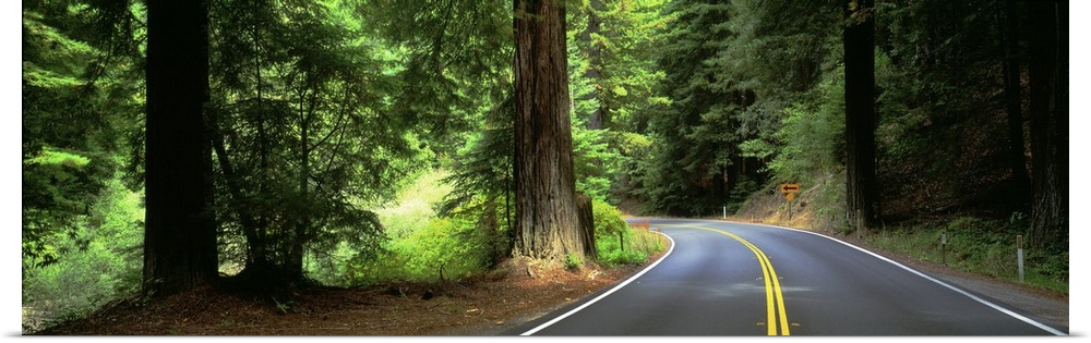 Road Redwoods Mendocino County CA