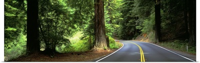 Road Redwoods Mendocino County CA