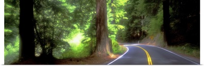 Road Redwoods Mendocino County California