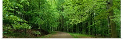 Road Through a Forest near Kassel Germany