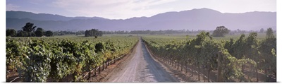 Road through a vineyard, Napa Valley, California