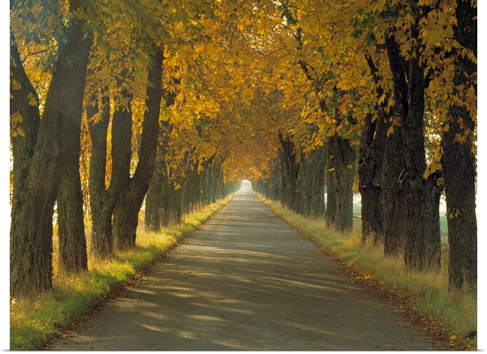 Photograph of paved road fading into the distance, lined with short grass and huge trees in autumn bloom.