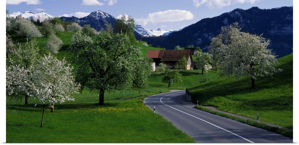 Road w/blooming trees Luzern Switzerland
