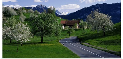 Road w/blooming trees Luzern Switzerland