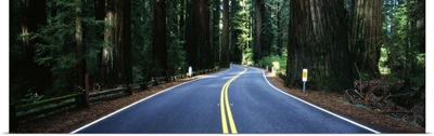 Road winding through redwood forest, Highway 101 , California
