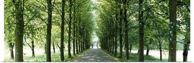 Road With Trees Cambridge England