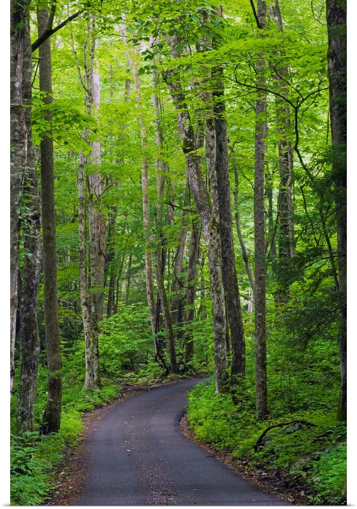 Vertical photograph of a winding country road going through a forest in the Great Smoky Mountains National Park in Tenness...