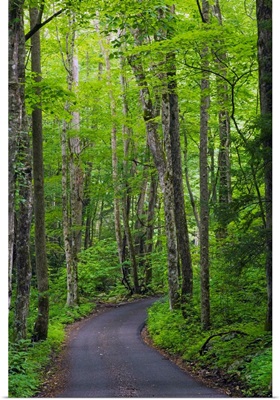 Roaring Fork Road winding through spring forest, Great Smoky Mountains National Park, Tennessee