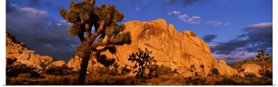 Rock formations on a landscape, Joshua Tree National Park, California