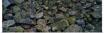 Rocks Covered with Lichen