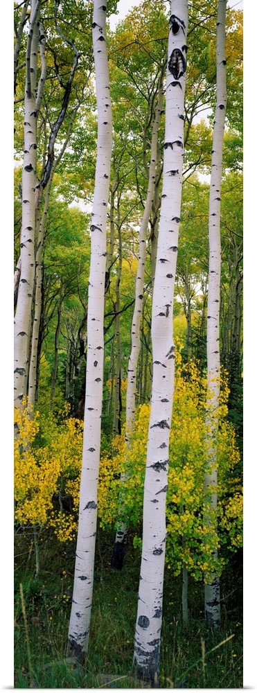 Panoramic photograph shows a dense forest filled with aspen trees within the Rocky Mountains.