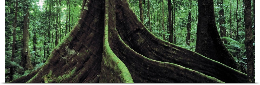 Roots of a giant tree, Daintree National Park, Queensland, Australia
