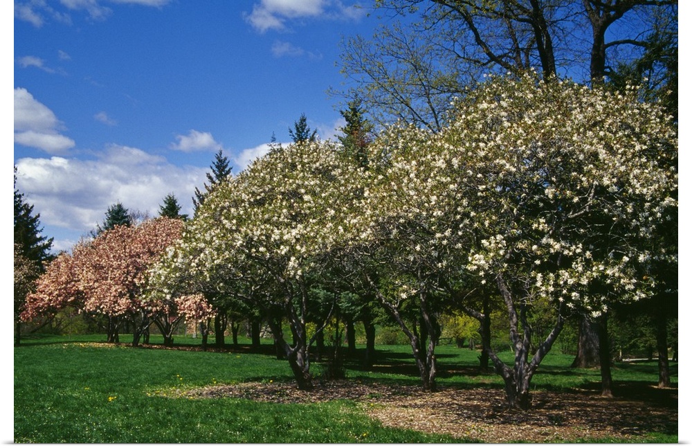 Row of magnolia trees blooming in spring, New York