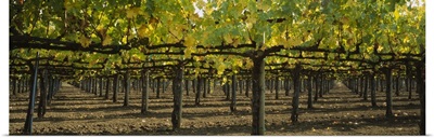 Row of vines in a vineyard, Napa Valley, California