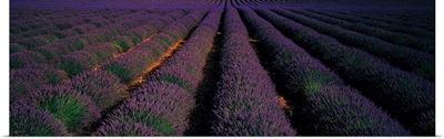 Rows Lavender Field Valensole Provence France