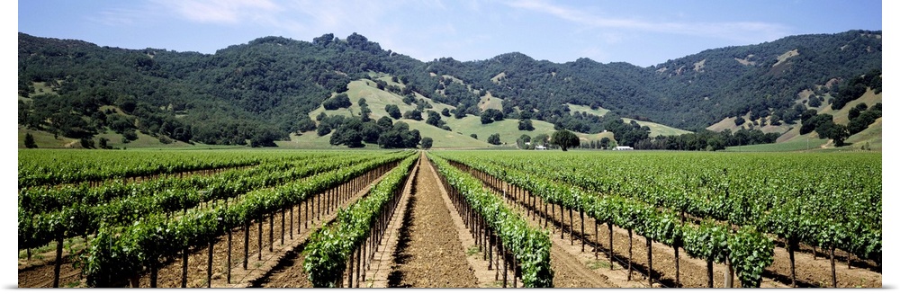 Rows of vine in a vineyard, Hopland, California