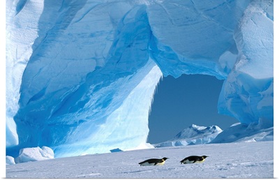 Royal Penguins Sliding