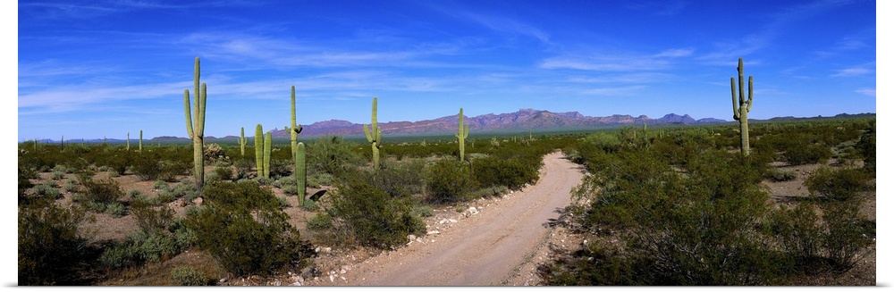 Rugged road in Sonoran Desert Arizona