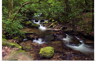 Rushing stream through Appalachian hardwood forest, spring, Great Smoky Mountains National Park, North Carolina