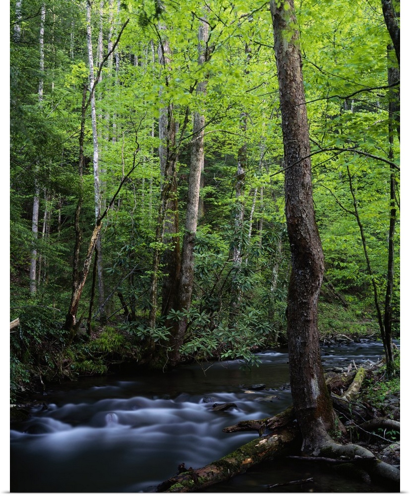 A creek is photographed cutting through thick foliage and trees.