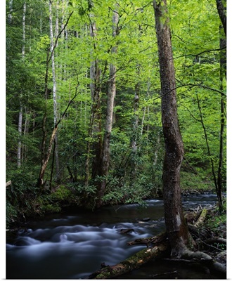 Rushing stream through dense forest, Great Smoky Mountains National Park, Tennessee