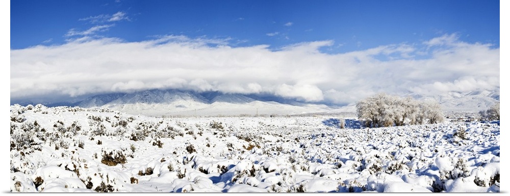 Sage covered with snow with Taos Mountain in the background, Sangre De Cristo Range, San Luis Valley, Colorado, USA.