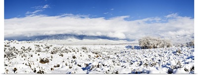 Sage covered with snow, Taos Mountain, Sangre De Cristo Range, San Luis Valley, Colorado