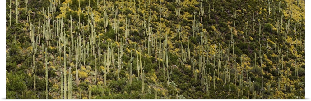 Saguaro cacti (Carnegiea gigantea) and Brittlebush on a landscape, Arizona, USA