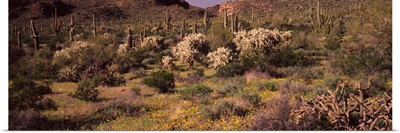 Saguaro cacti Carnegiea gigantea on a landscape Organ Pipe Cactus National Monument Arizona