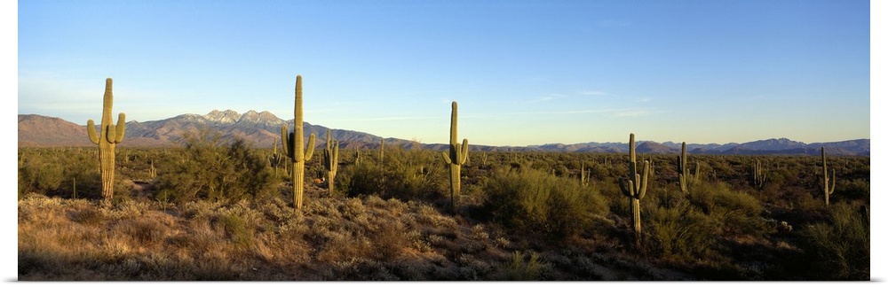Panoramic photo of many saguaro cacti in a desert in Four Peaks, Phoenix, Maricopa County, Arizona (AZ). A mountain range ...