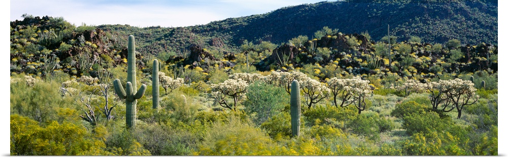 Saguaro cactus (Carnegiea gigantea) in a field, Sonoran Desert, Arizona