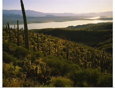 Saguaro cactus (Carnegiea gigantea) in a field, Sonoran Desert, Lake Roosevelt, Maricopa County, Arizona