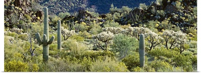 Saguaro cactus (Carnegiea gigantea) in a field, Sonoran Desert, Organ Pipe Cactus National Monument, Arizona