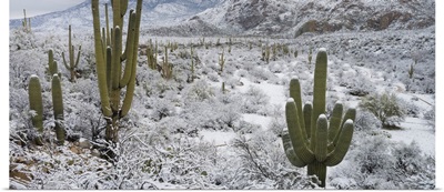 Saguaro Cactus in a desert after snowstorm, Tucson, Arizona