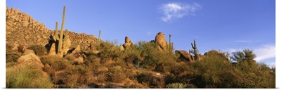 Saguaro Cactus Sonoran Desert AZ