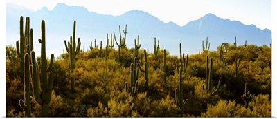 Saguaro cactus with mountain range in the background, Tucson, Arizona