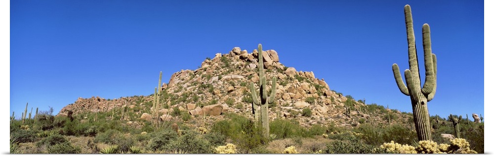 Saguaro & Cholla Cactus Sonoron Desert AZ