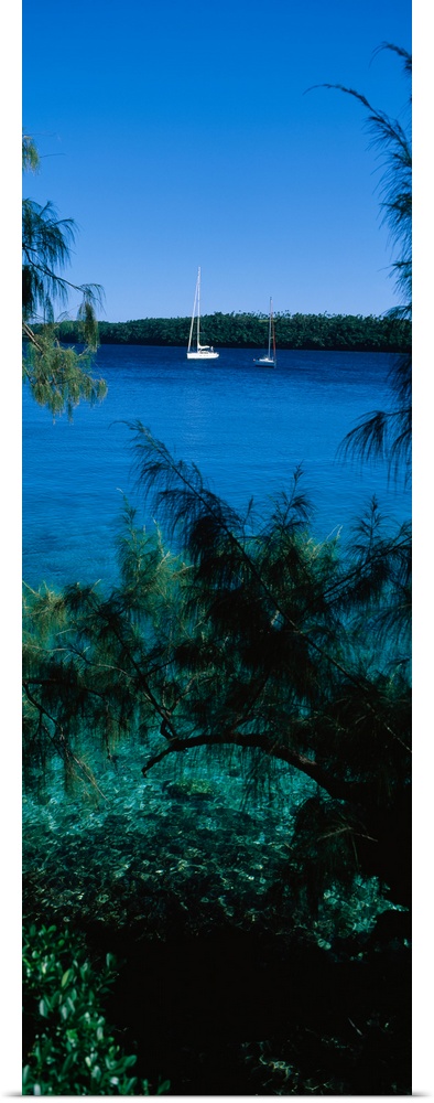 Sailboats in the ocean, Kingdom of Tonga, Vava'u Group of Islands, South Pacific